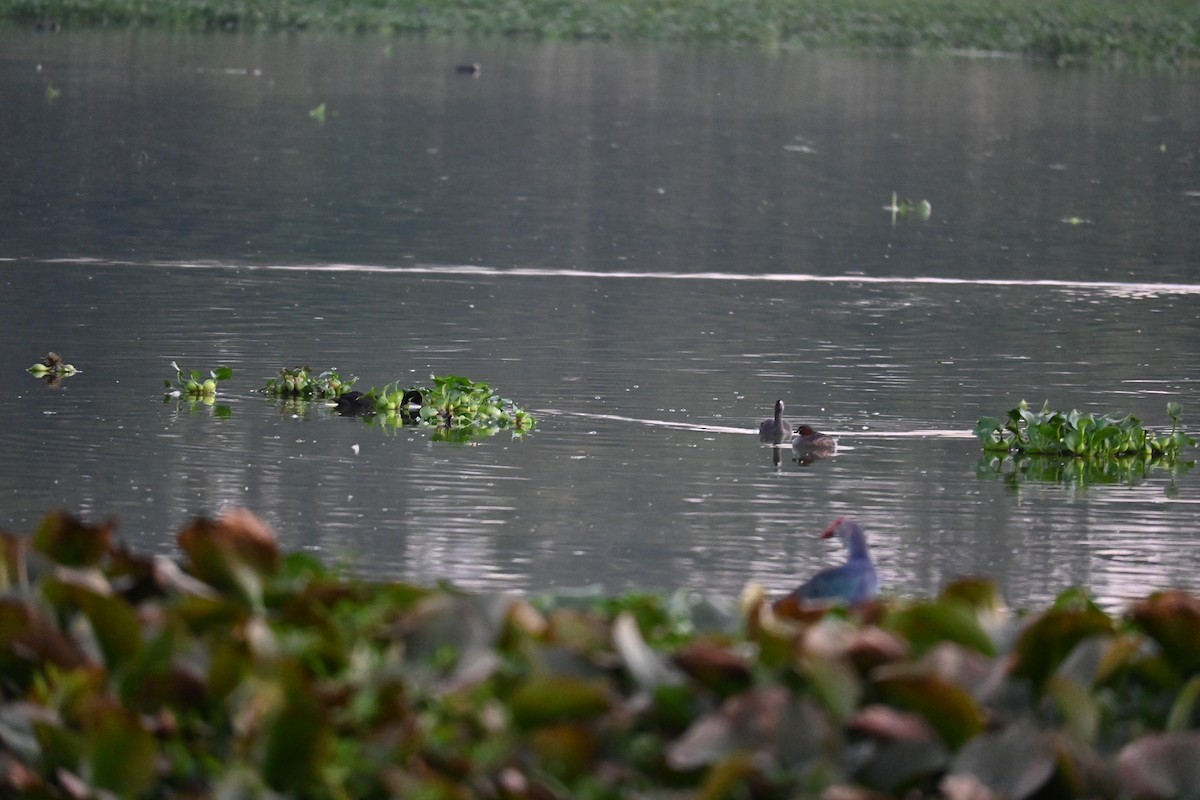 Хурган шунгуур - ML646799498