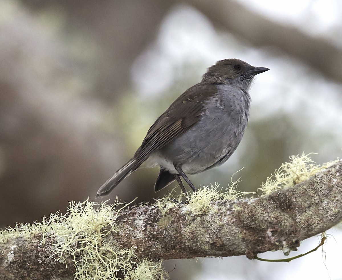 ハワイツグミ - ML646799499