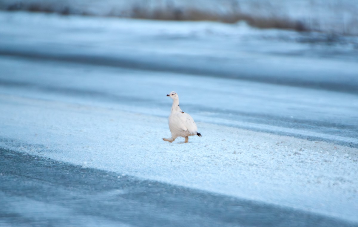 Kar Tavuğu - ML646799510