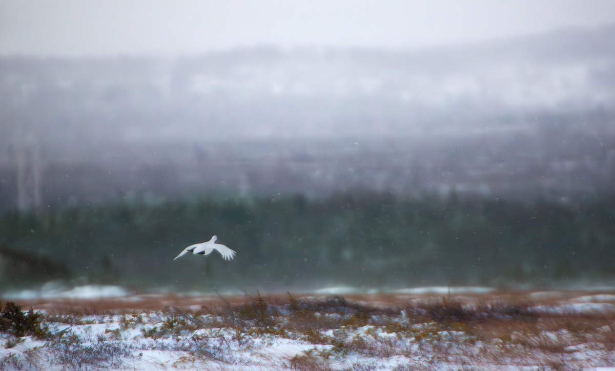 Kar Tavuğu - ML646799511