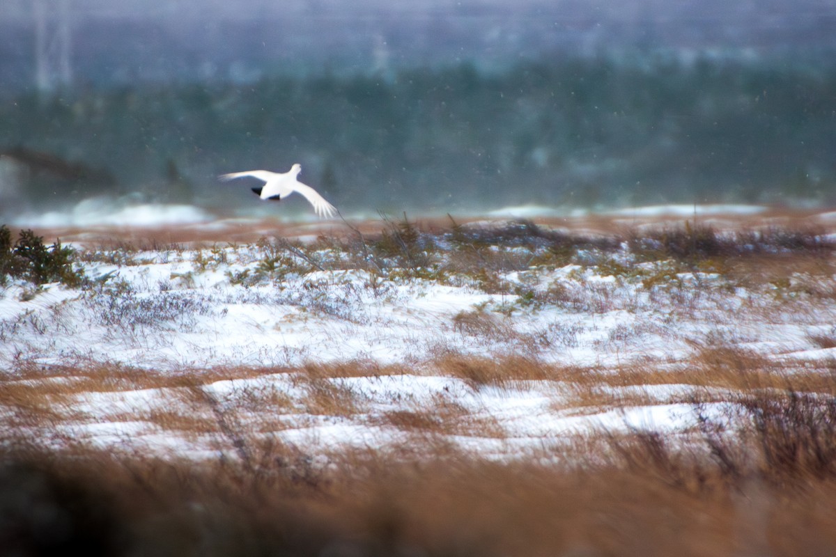 Kar Tavuğu - ML646799512