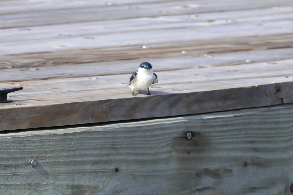 White-winged Swallow - ML646799513