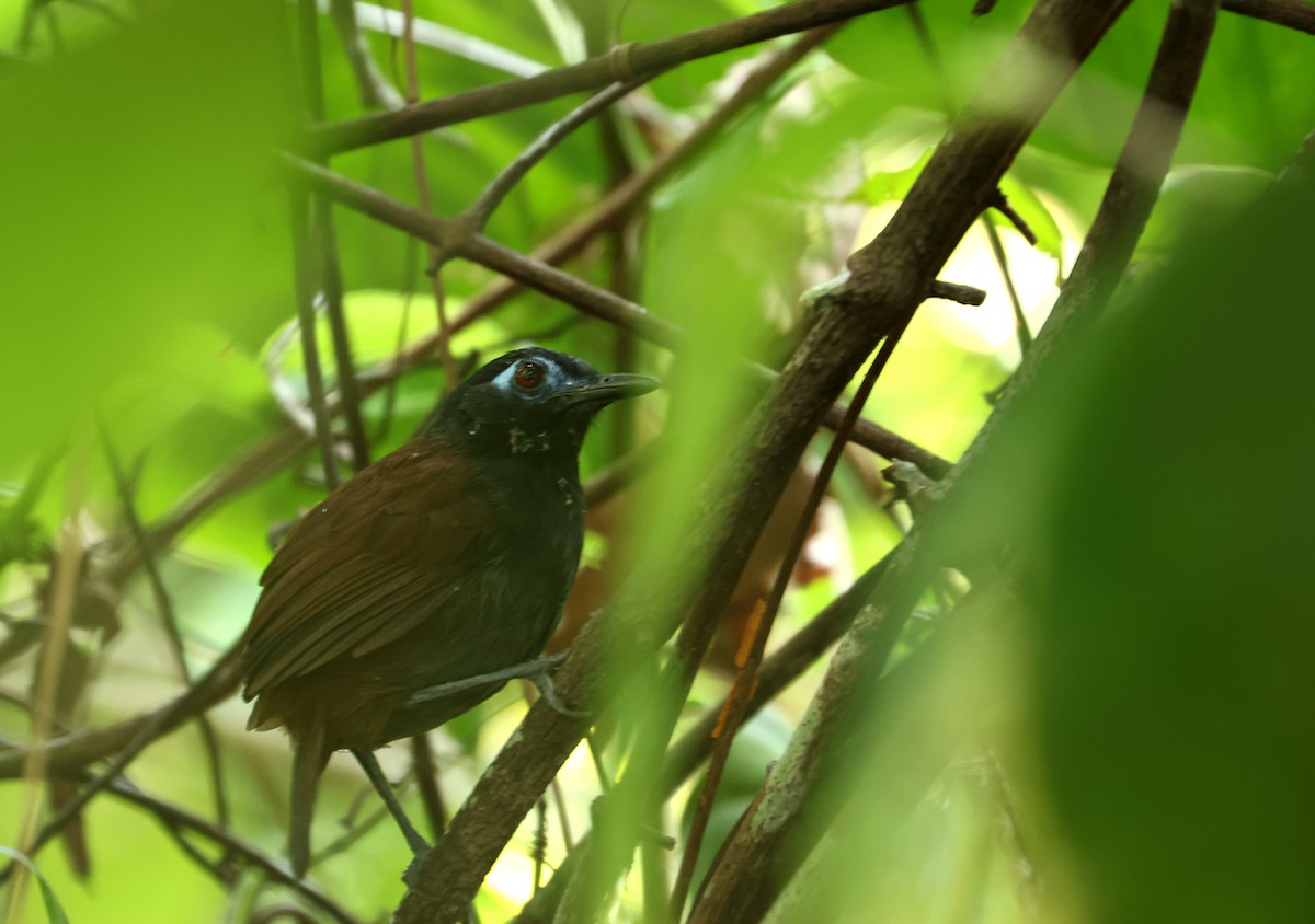 Chestnut-backed Antbird - ML646799514