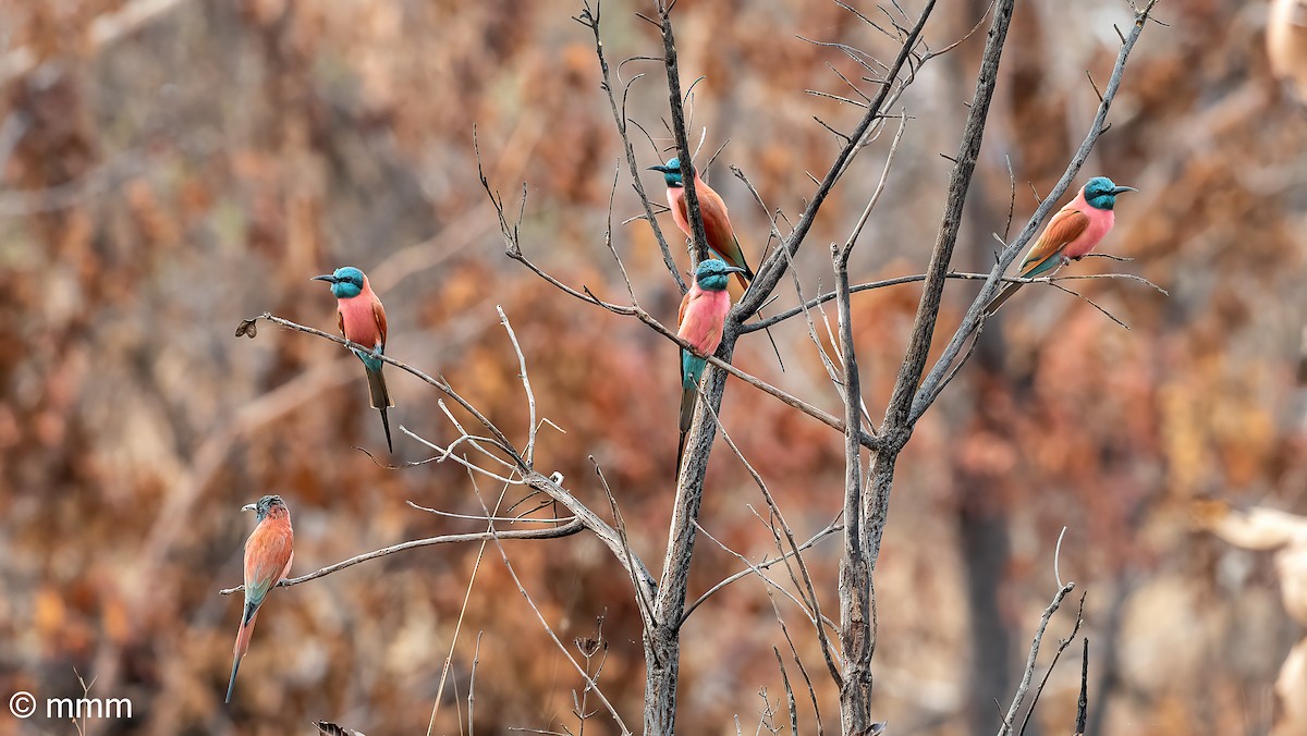 Northern Carmine Bee-eater - ML646799515