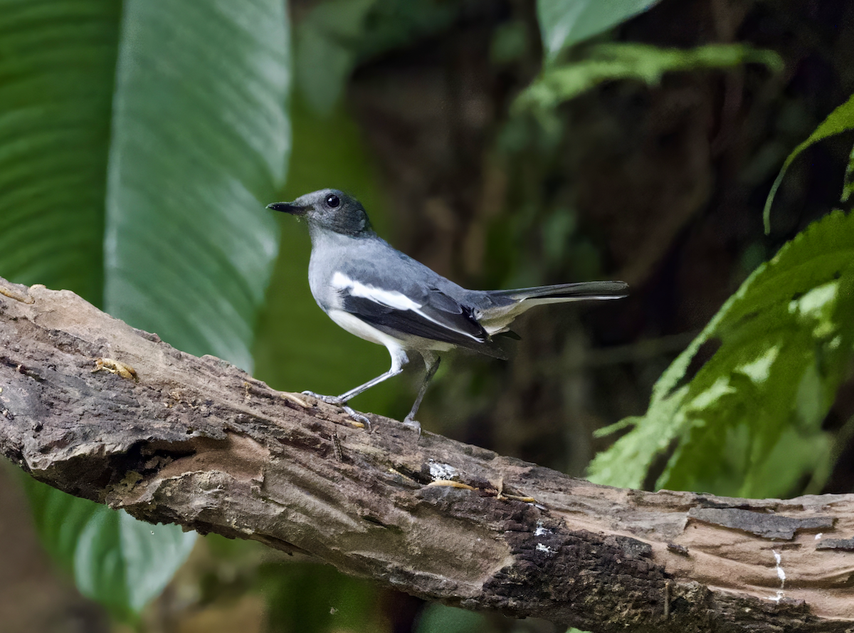 鵲鴝 - ML646799516