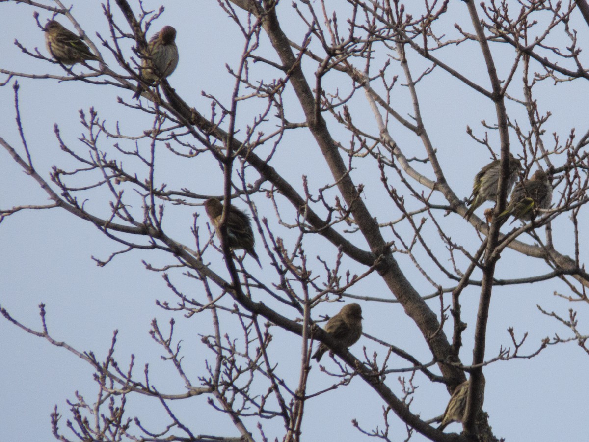 Pine Siskin - ML646799519