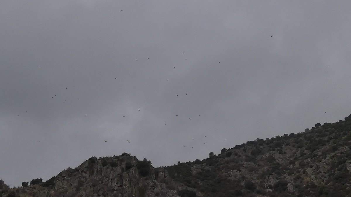 Сип білоголовий - ML646799525