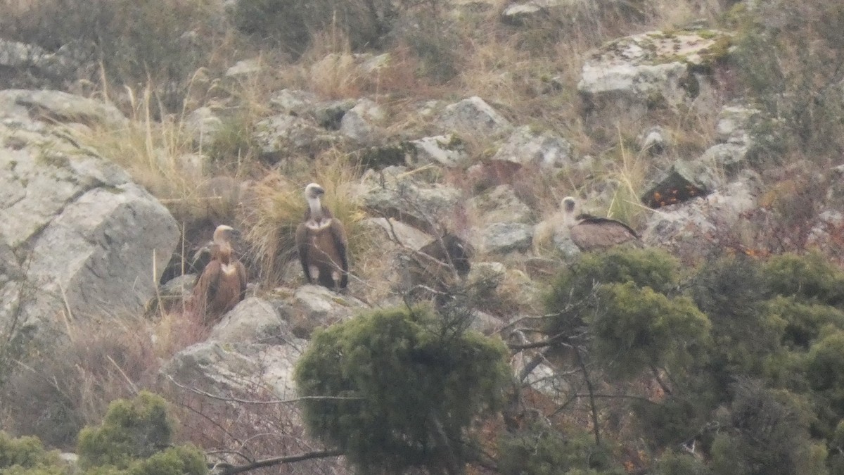 Сип білоголовий - ML646799526