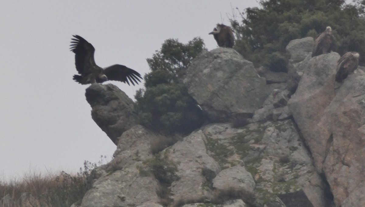 Сип білоголовий - ML646799527