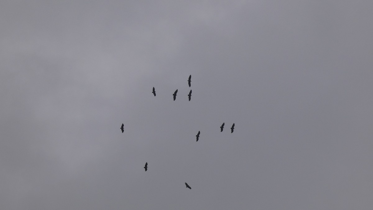 Сип білоголовий - ML646799529