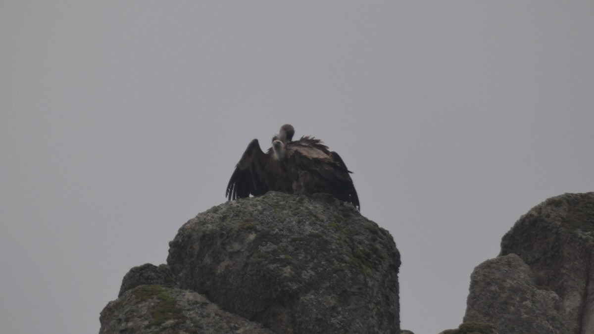 Сип білоголовий - ML646799530