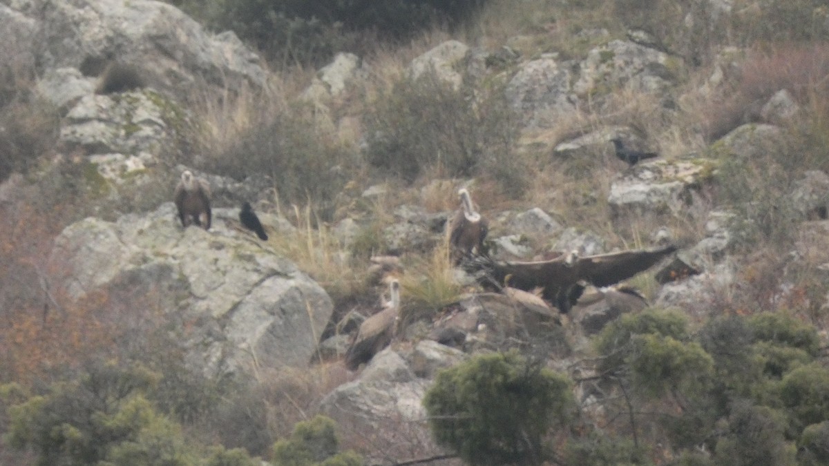 Сип білоголовий - ML646799531