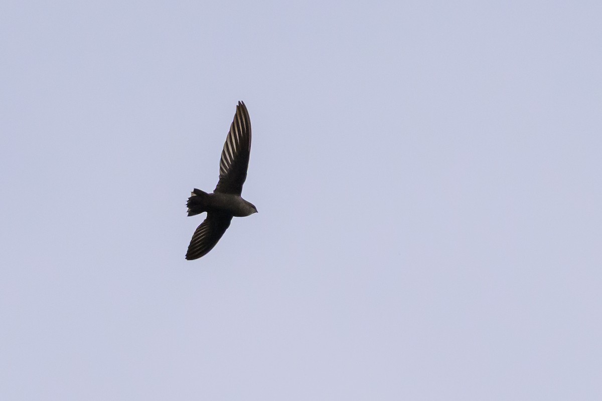 Chimney Swift - ML646799533