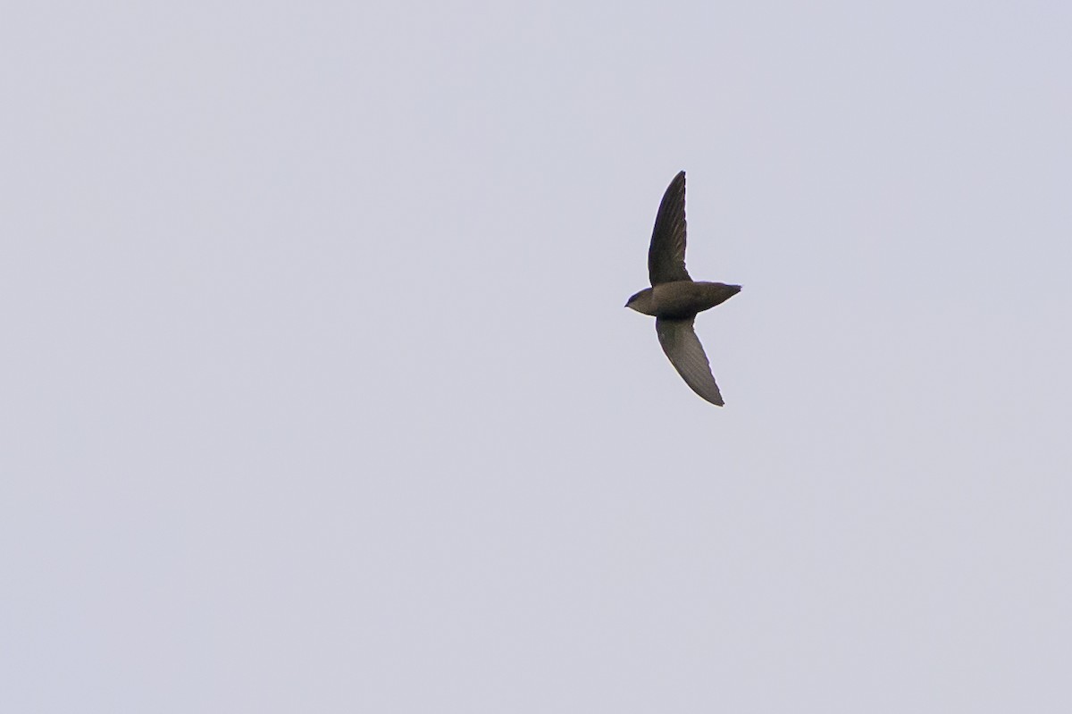 Chimney Swift - ML646799536