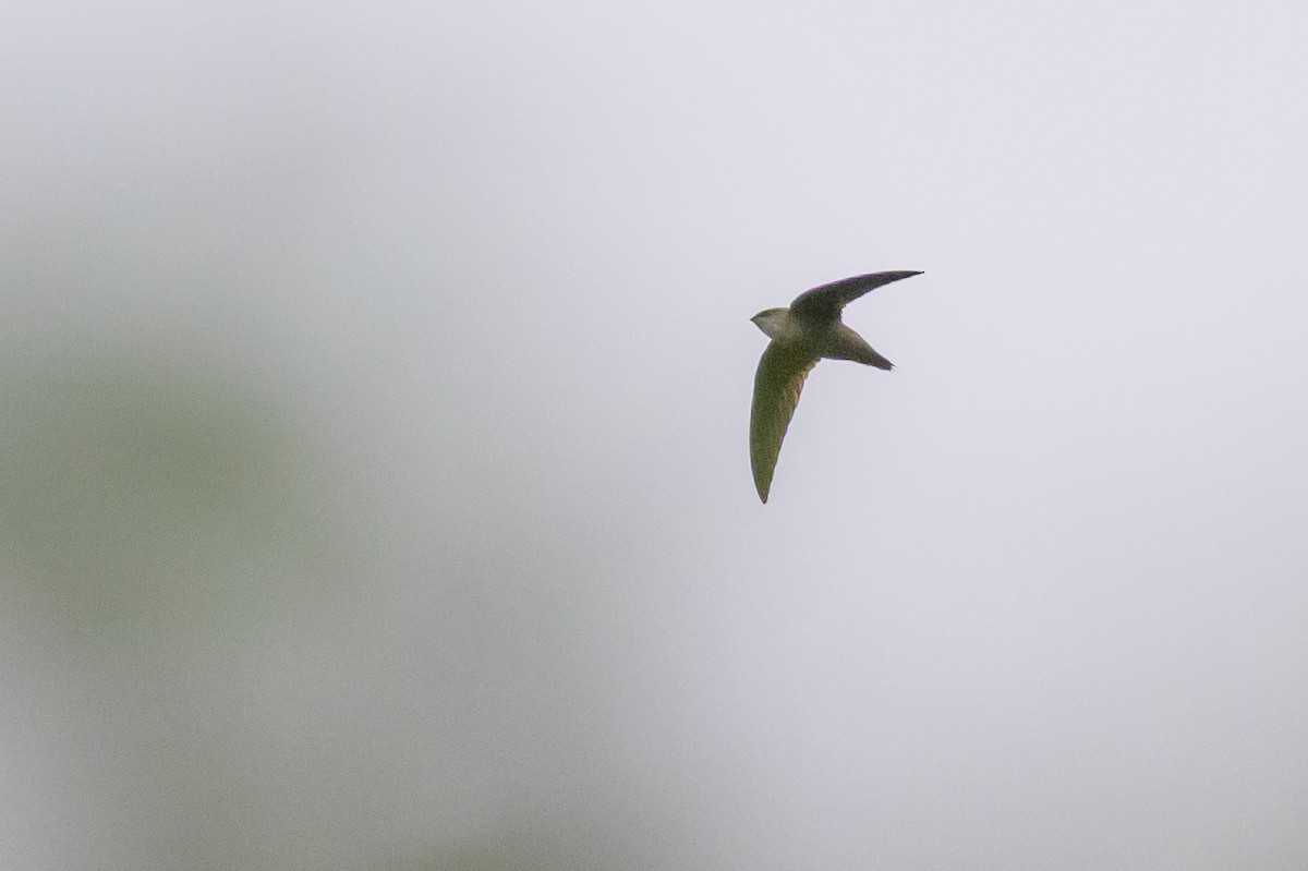 Chimney Swift - ML646799537