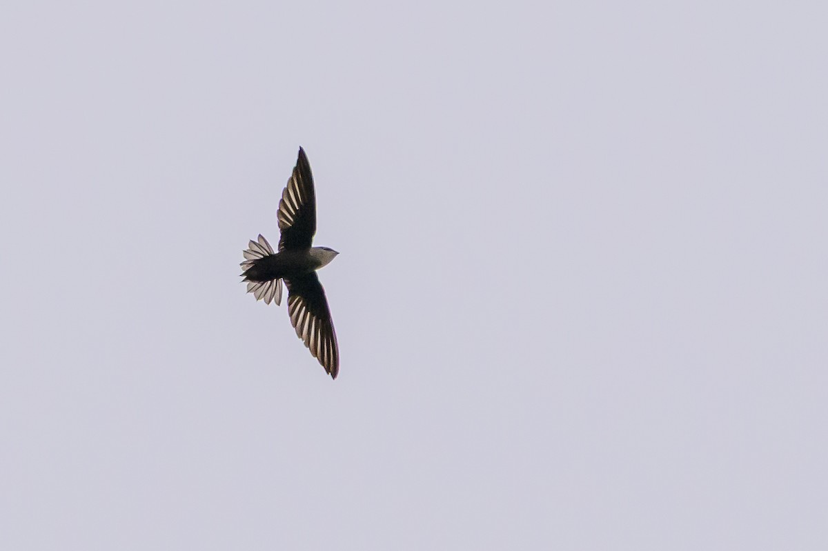 Chimney Swift - ML646799538