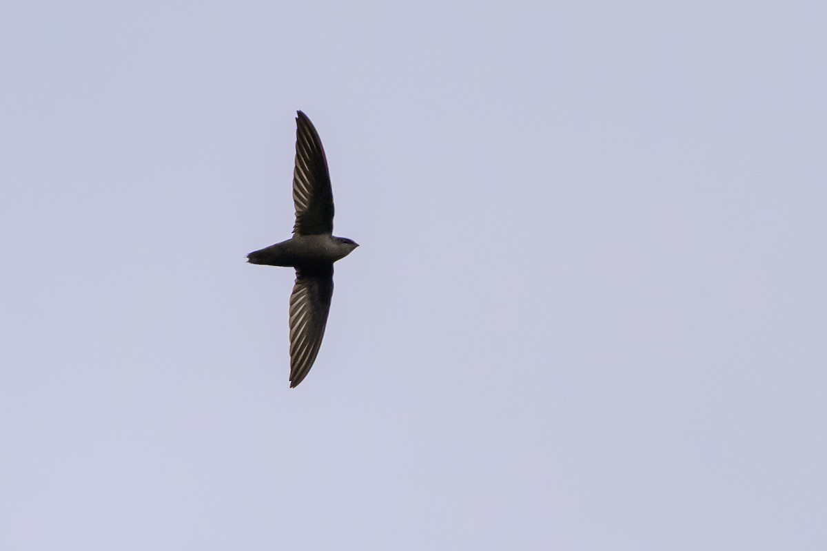 Chimney Swift - ML646799540