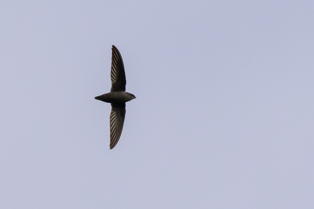 Chimney Swift - ML646799542