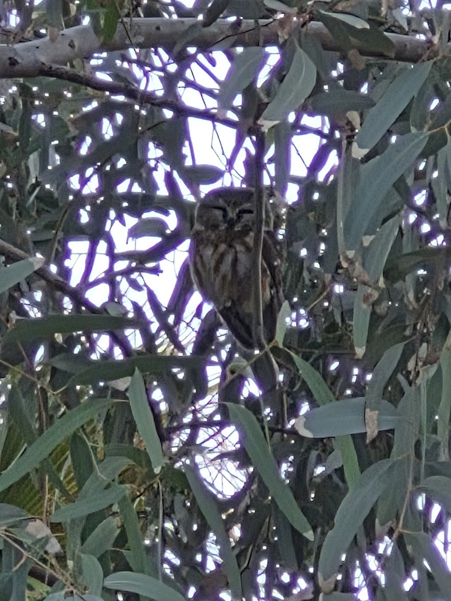 Northern Saw-whet Owl - ML646799544