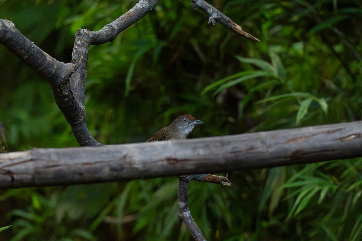 パラワンチャイロチメドリ - ML646799547