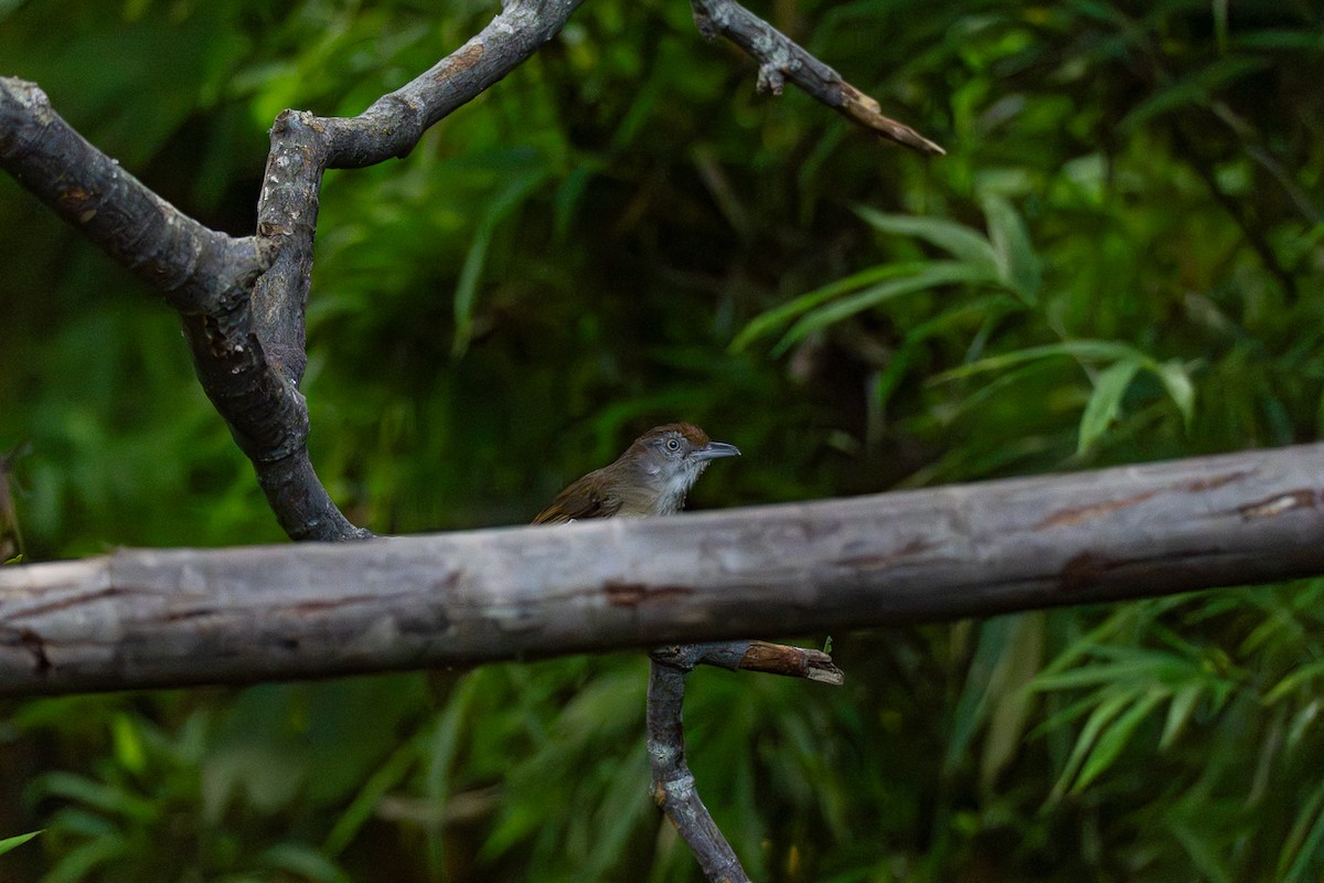 パラワンチャイロチメドリ - ML646799548