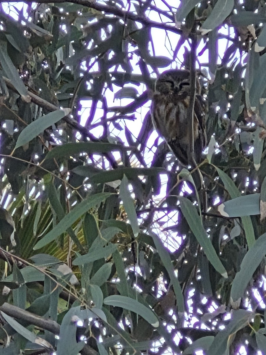 Northern Saw-whet Owl - ML646799549