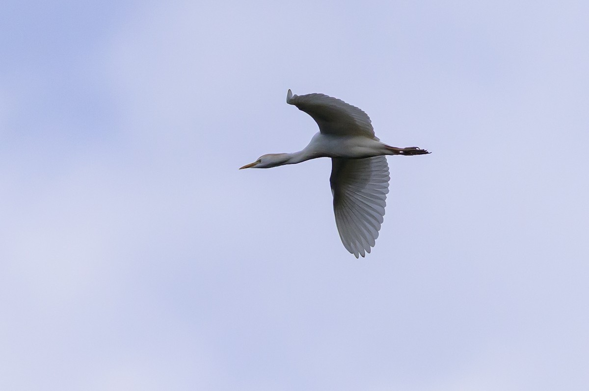 kuhegre - ML646799550