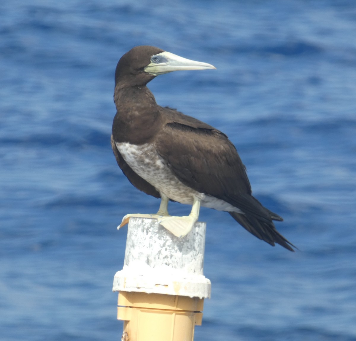 Brown Booby - ML646799551
