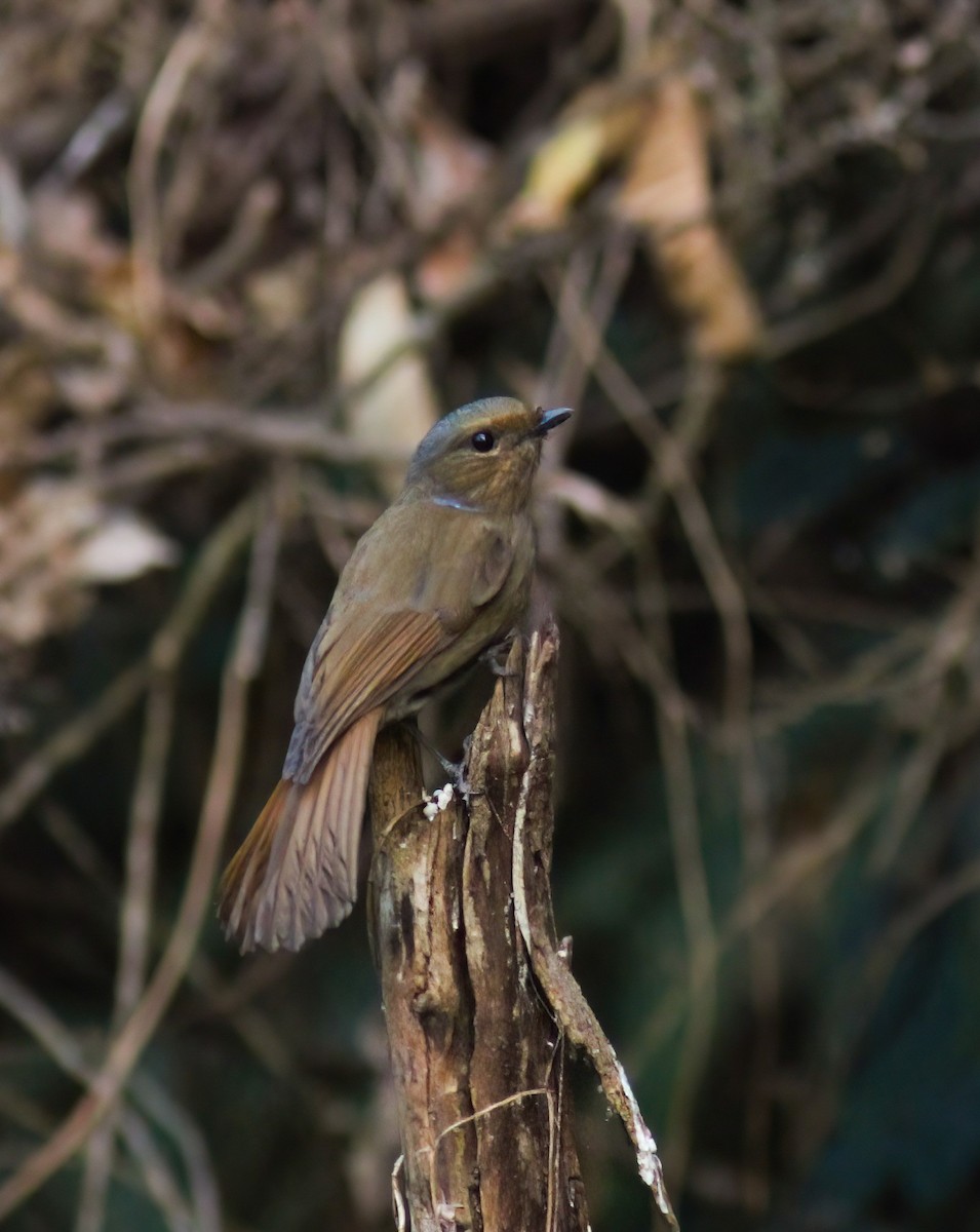 Grand Gobemouche - ML646799552