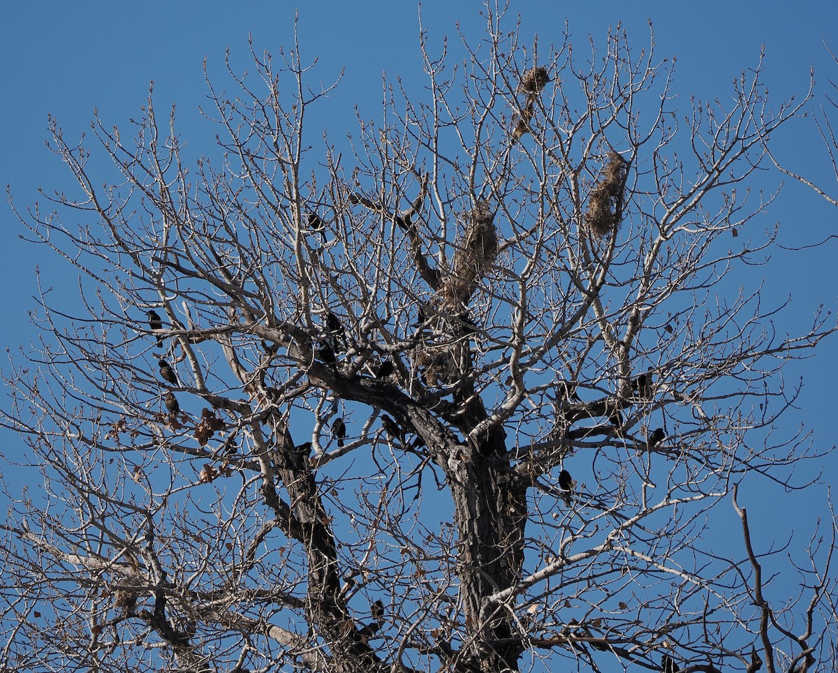 Brewer's Blackbird - ML646799555