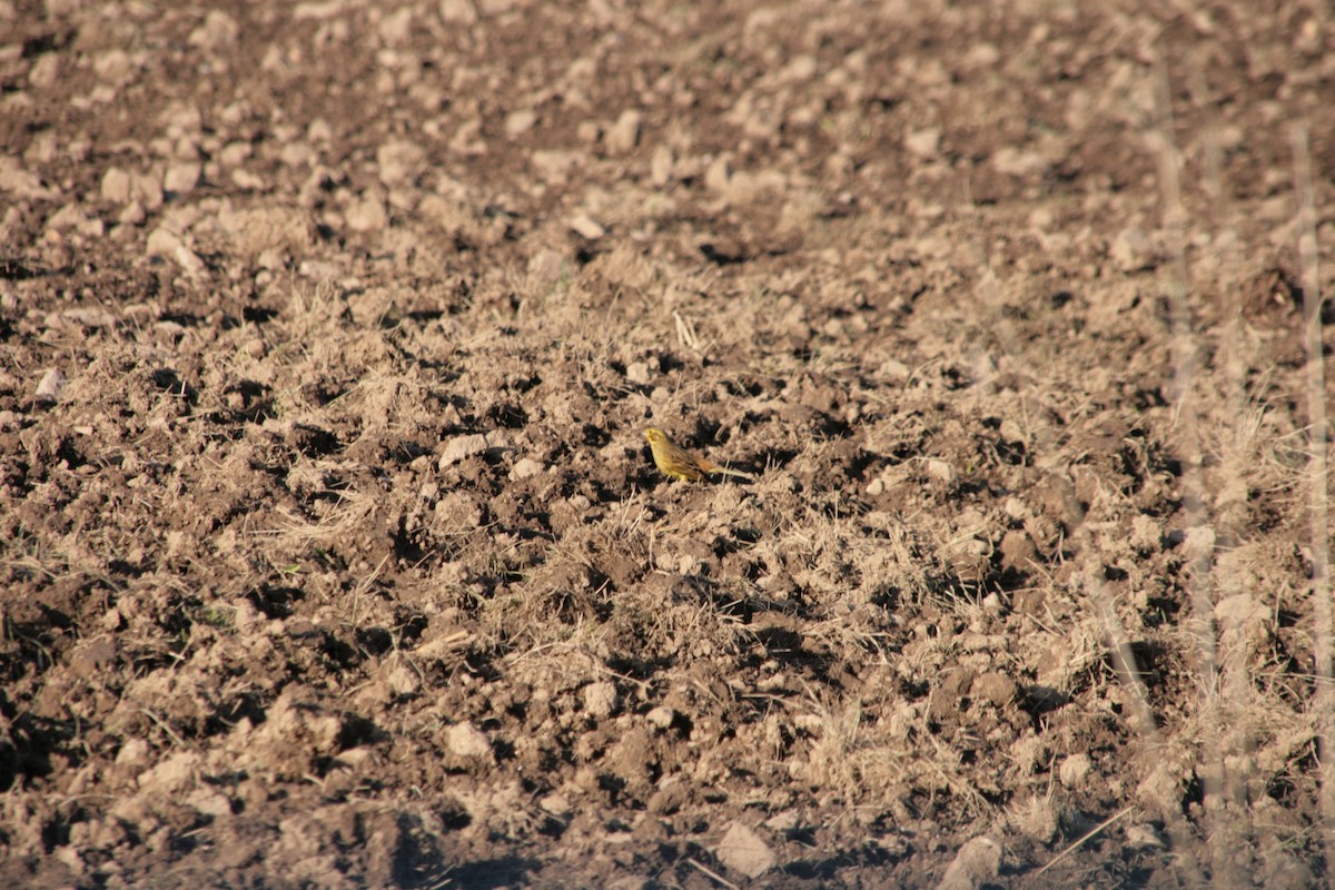 Goldammer - ML646799556