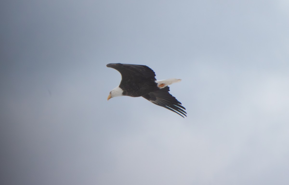 Bald Eagle - ML646799560