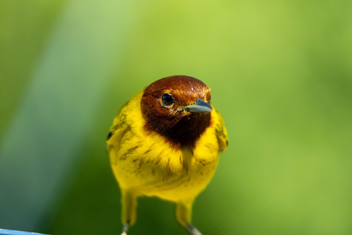 Mangrove Yellow Warbler - ML646799561