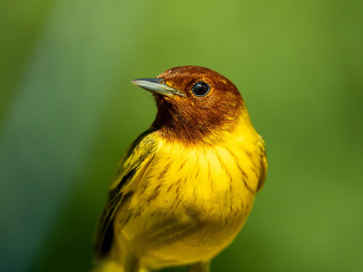 Mangrove Yellow Warbler - ML646799562