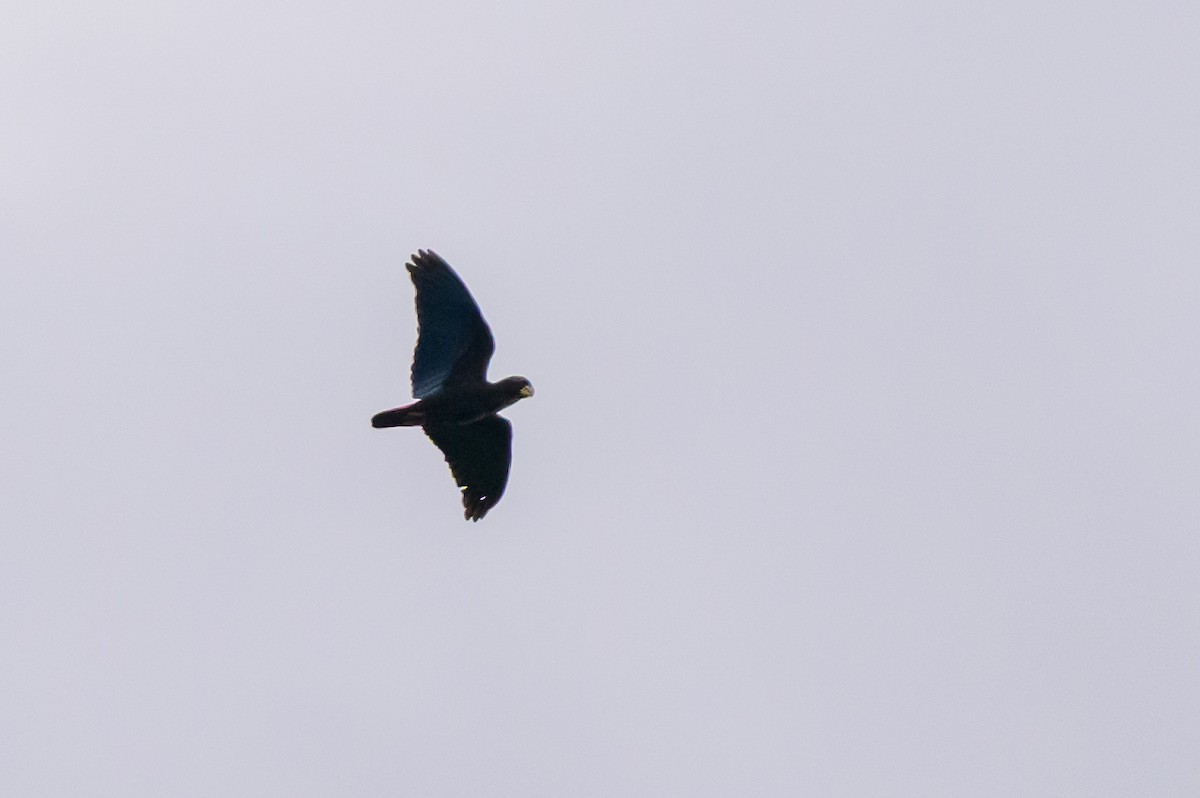 Bronze-winged Parrot - ML646799564