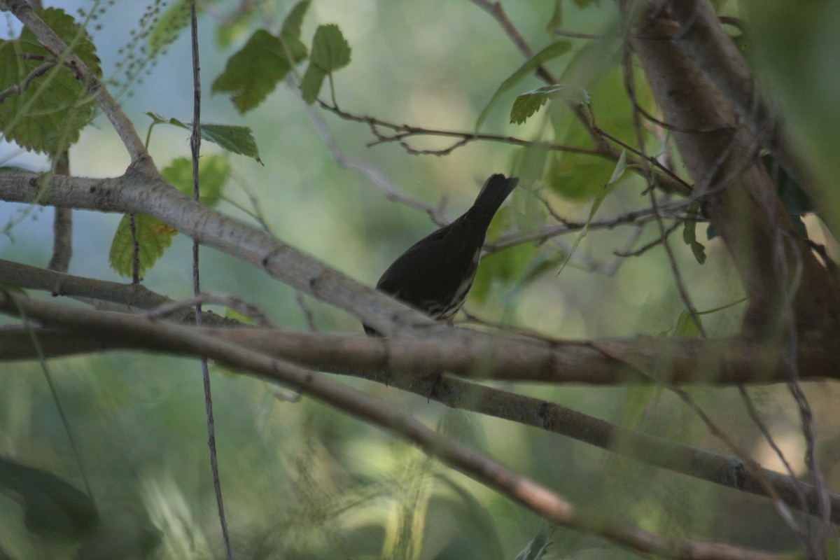 Речной певун - ML646799565