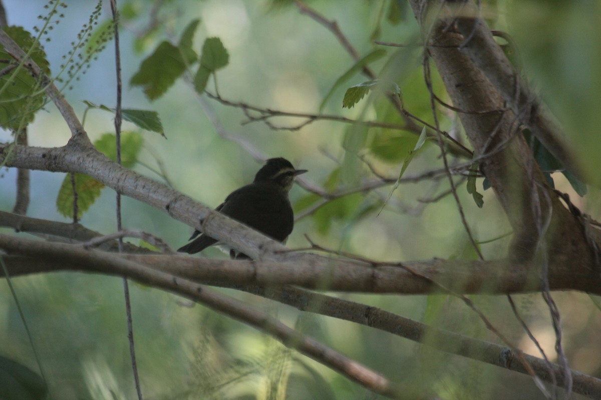 Речной певун - ML646799566