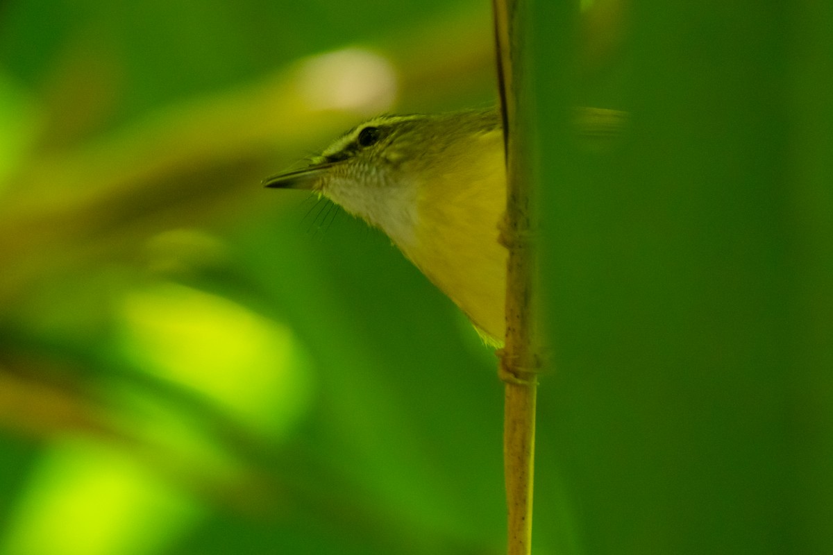 Yellow-bellied Warbler - ML646799567