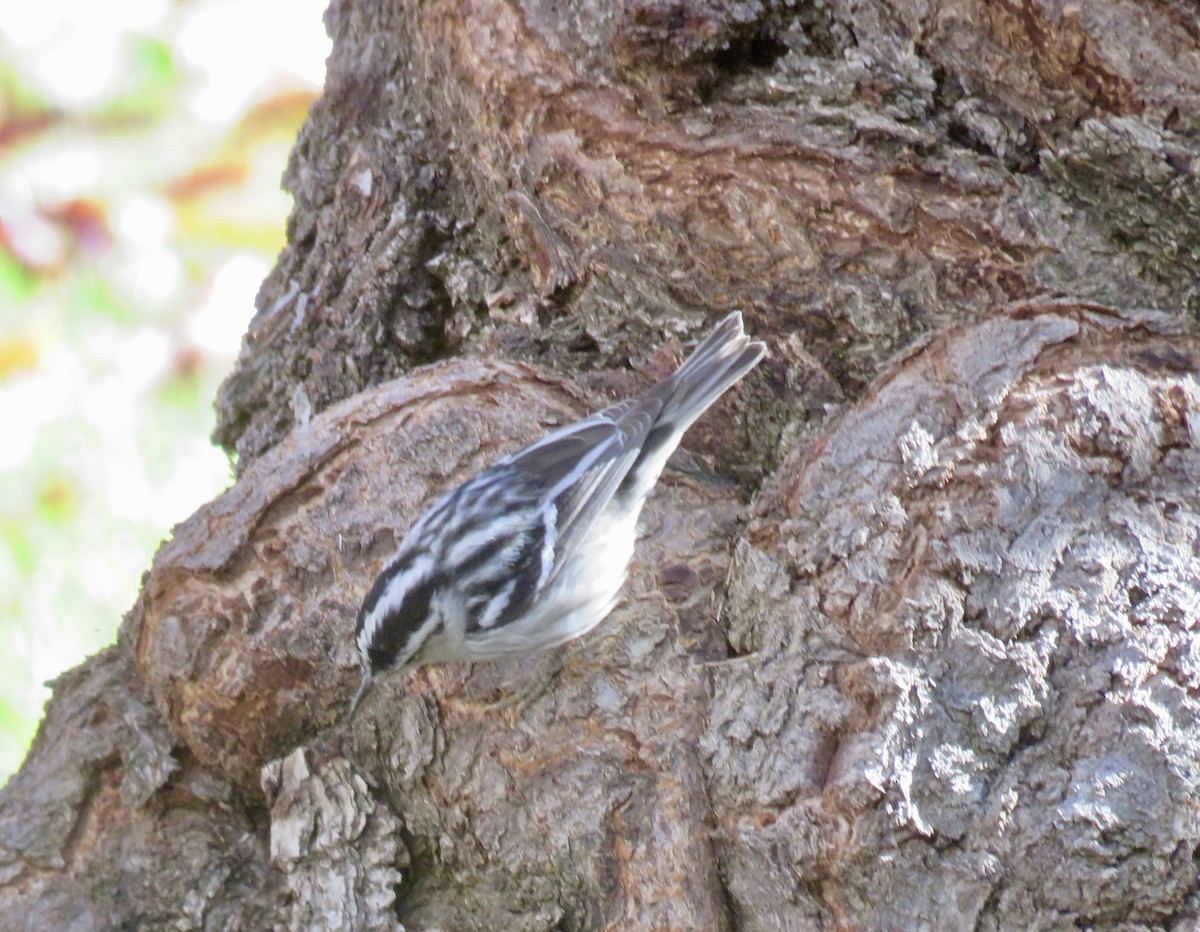 Black-and-white Warbler - ML646799569