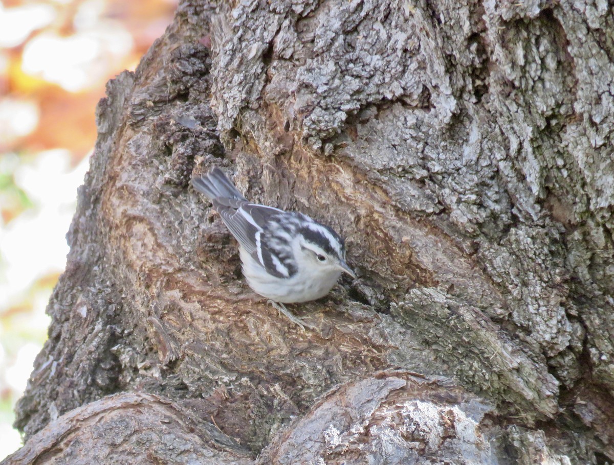 Black-and-white Warbler - ML646799570