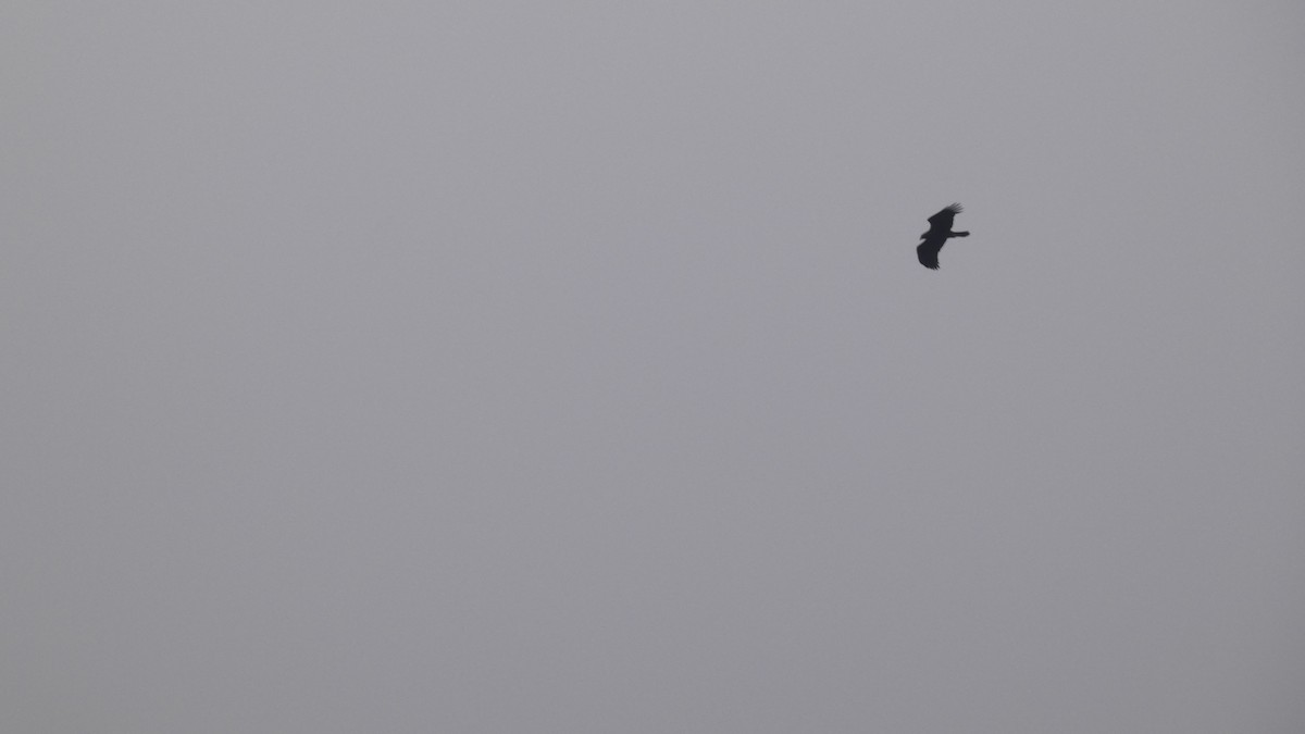 Águila Real - ML646799576