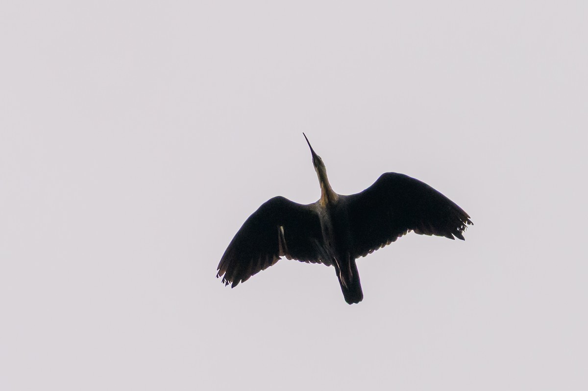 gulhalsibis - ML646799579