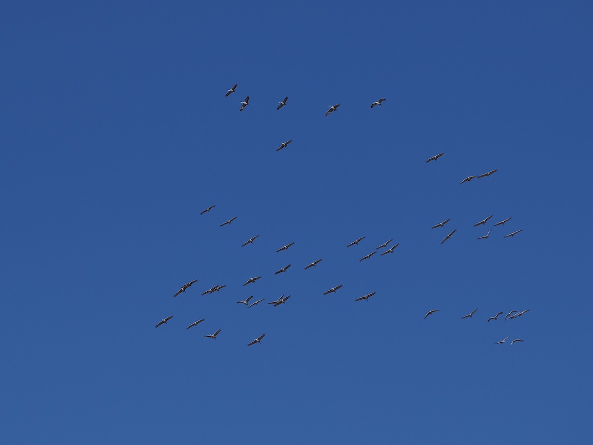 Sandhill Crane - ML646799580