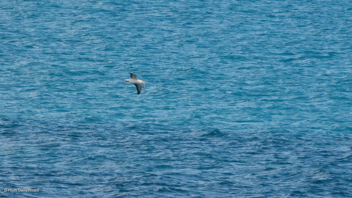 Australtölpel - ML646799582