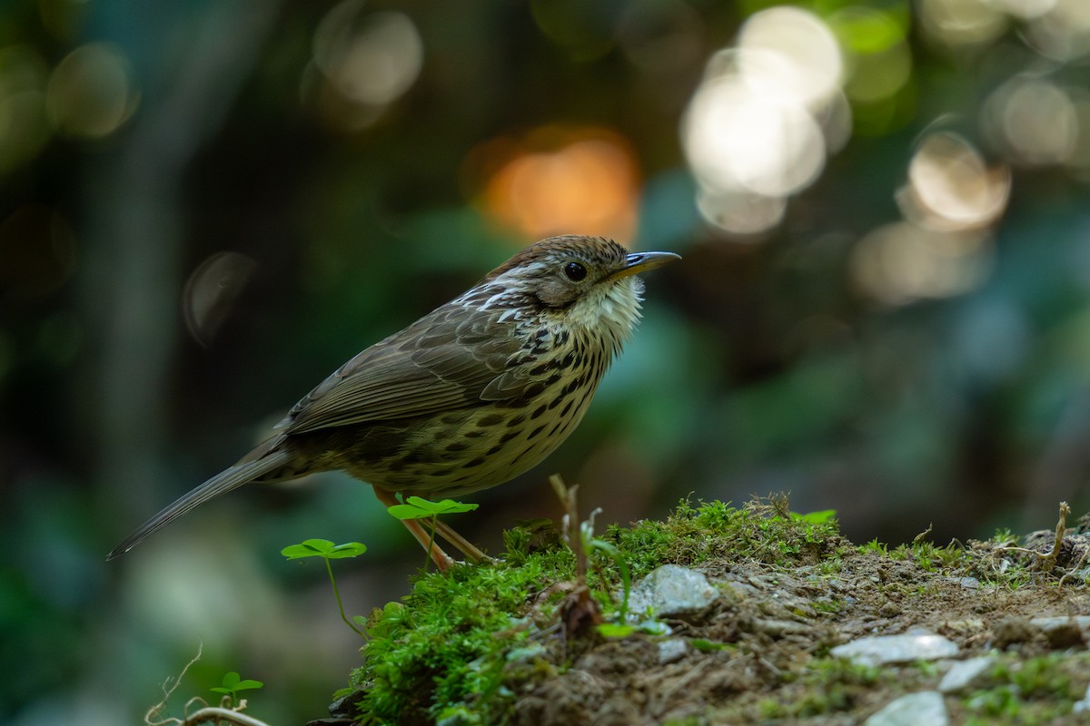 Puff-throated Babbler - ML646799586