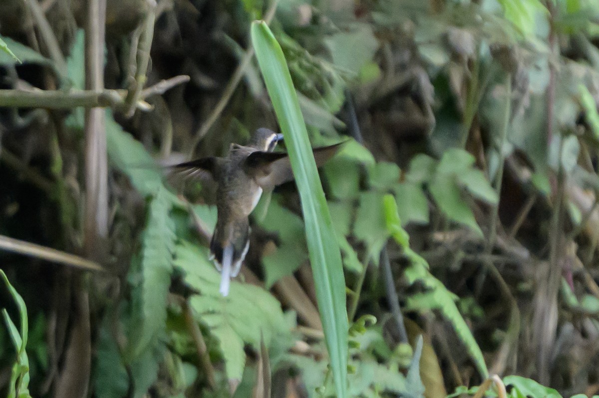Ermitaño Ventripálido - ML646799587
