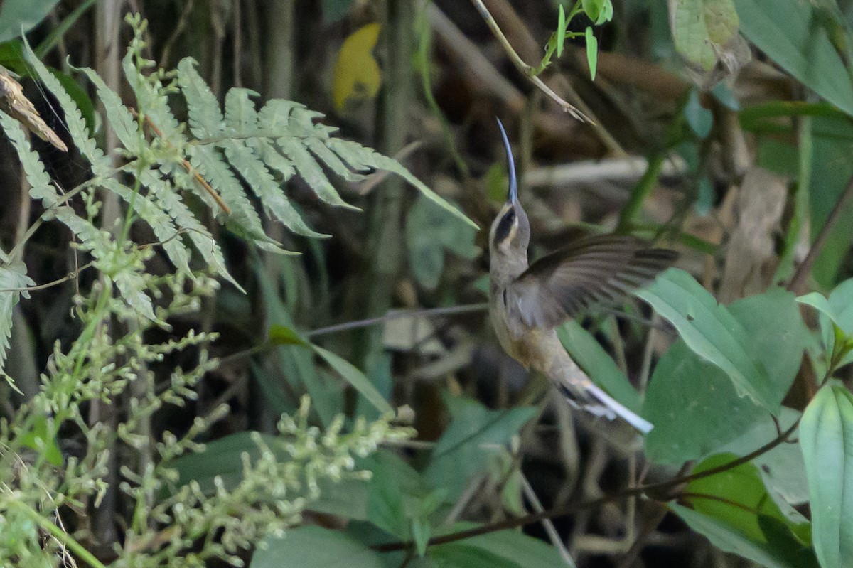 Ermitaño Ventripálido - ML646799588