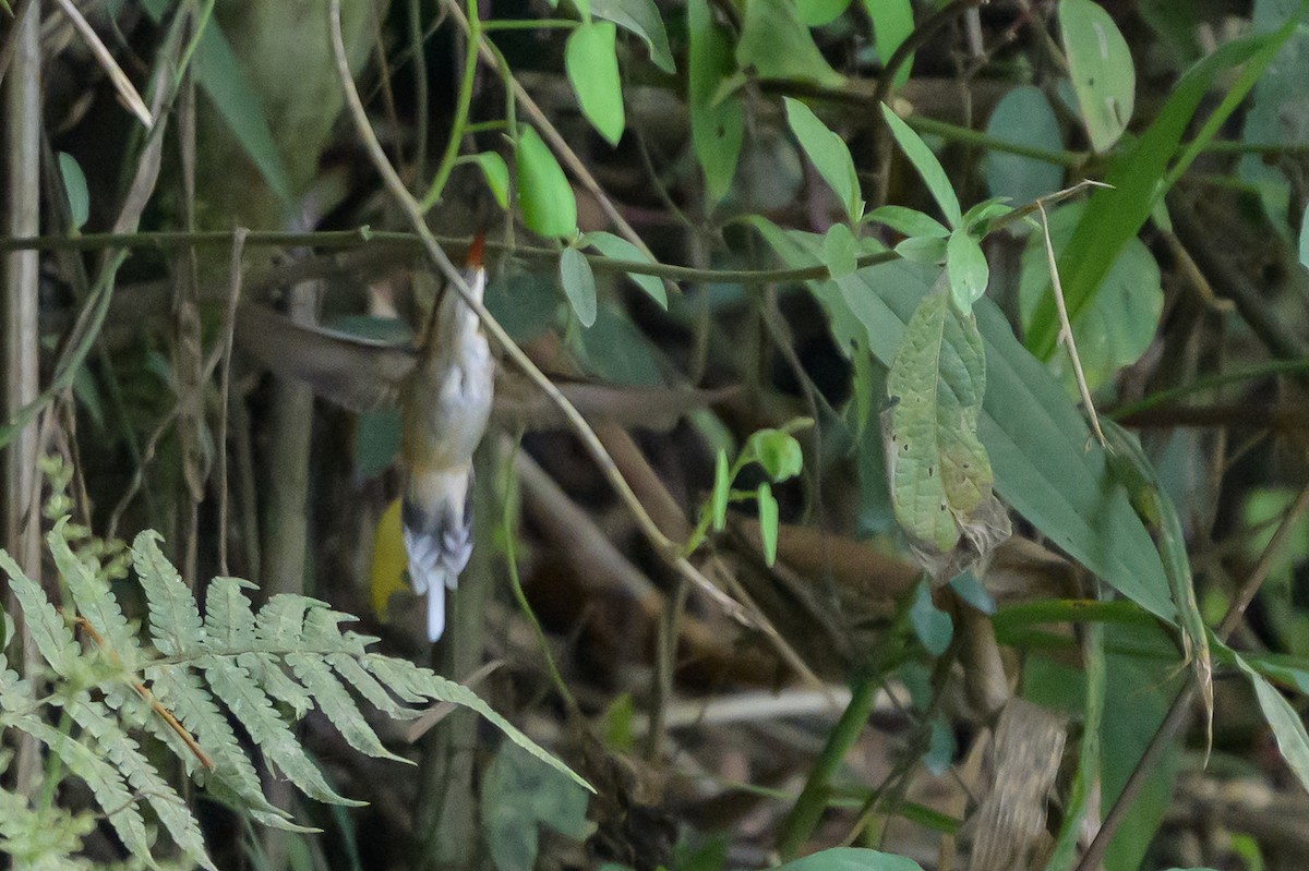 Ermitaño Ventripálido - ML646799589
