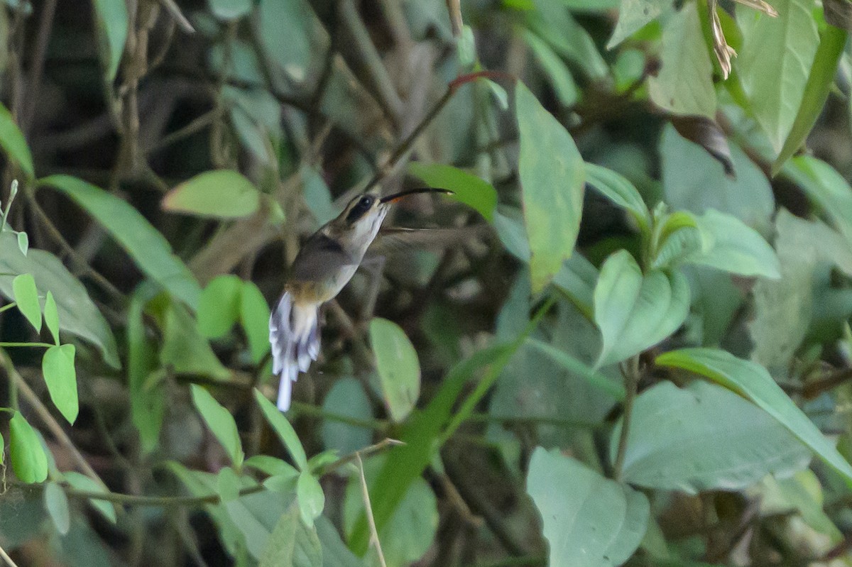 Ermitaño Ventripálido - ML646799590