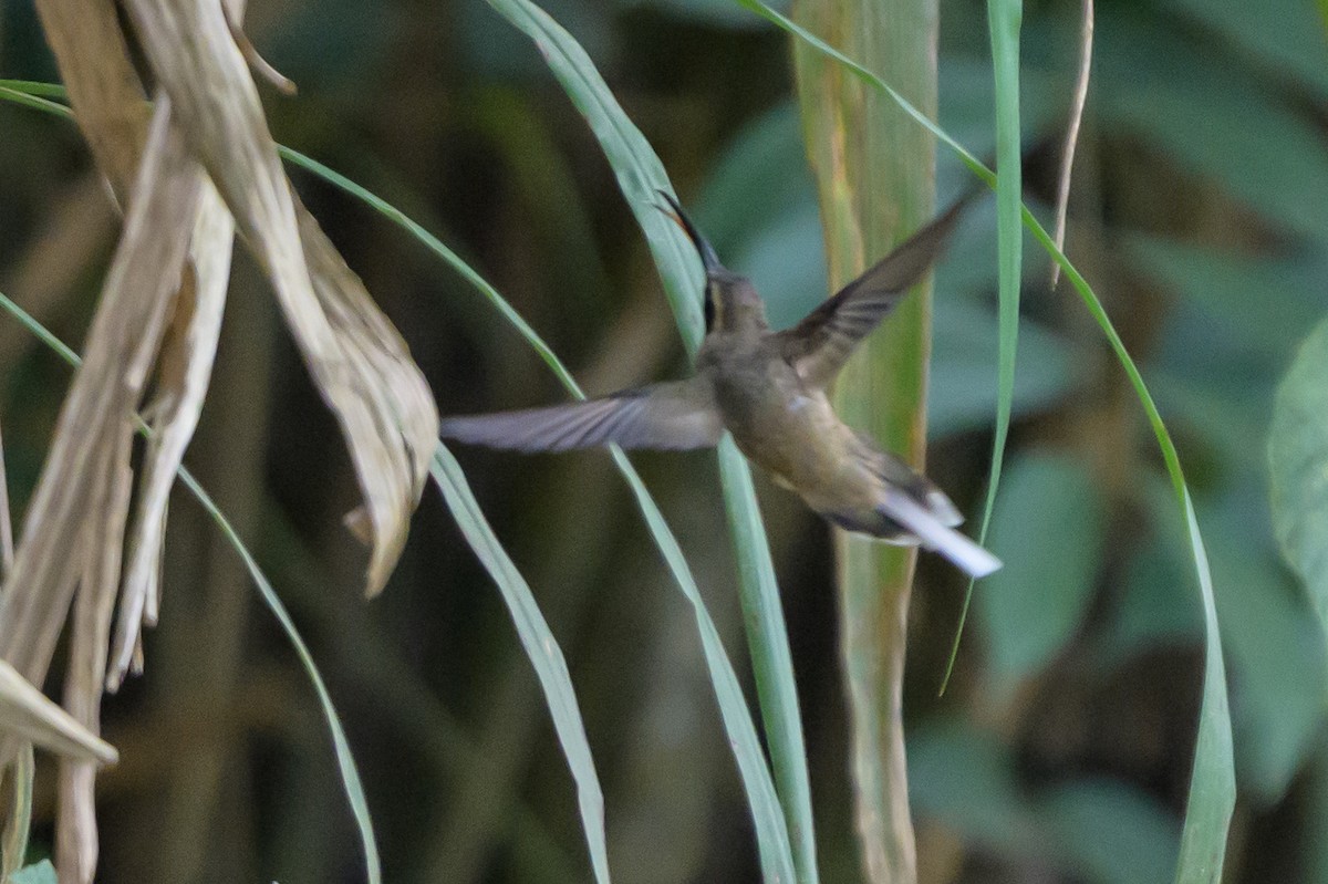 Ermitaño Ventripálido - ML646799591